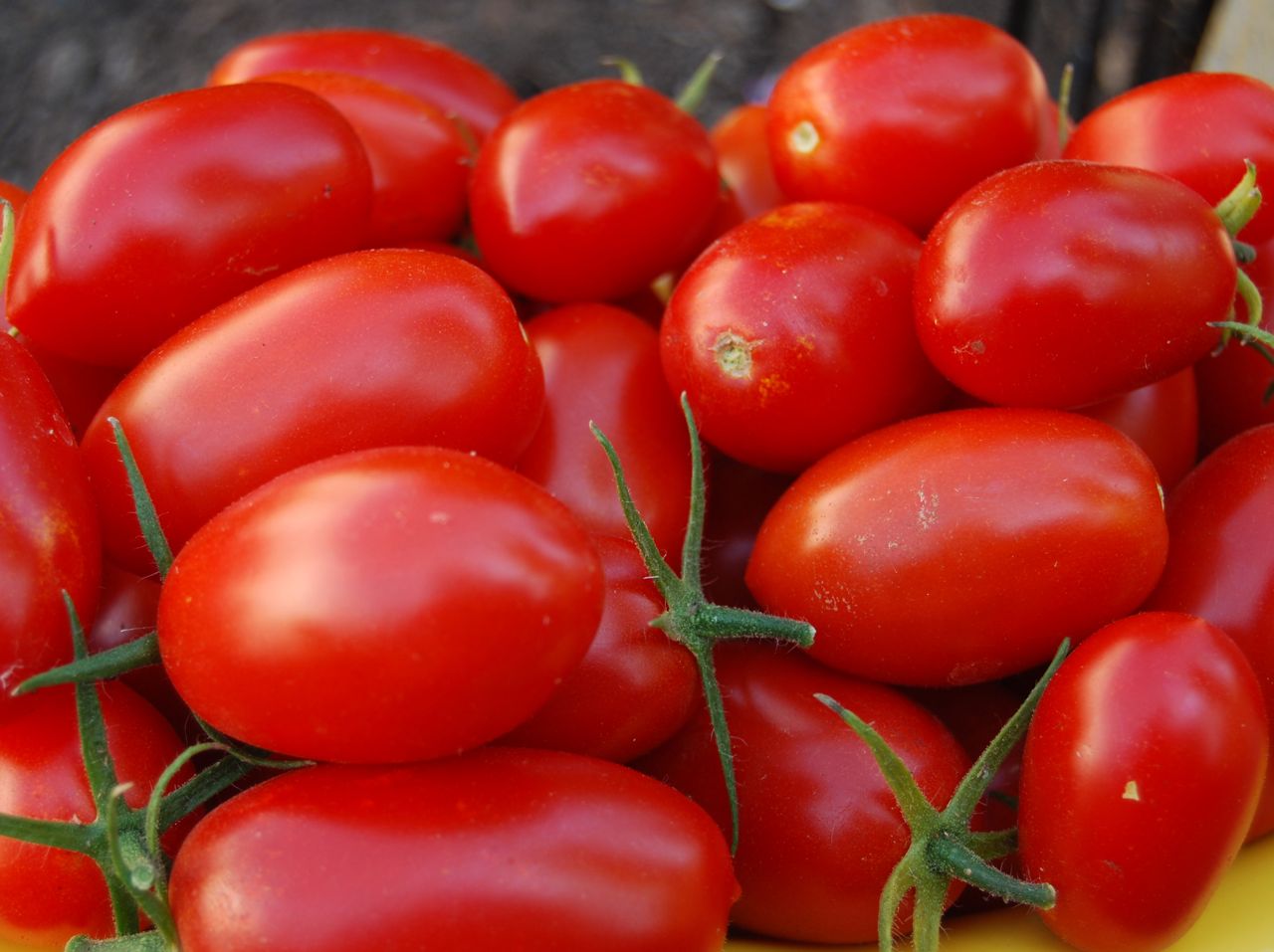 помидоры варшава описание сорта