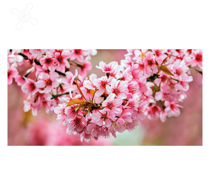 

Okka Декор стеклянный Sakura (UG2L072D) 29,7x60