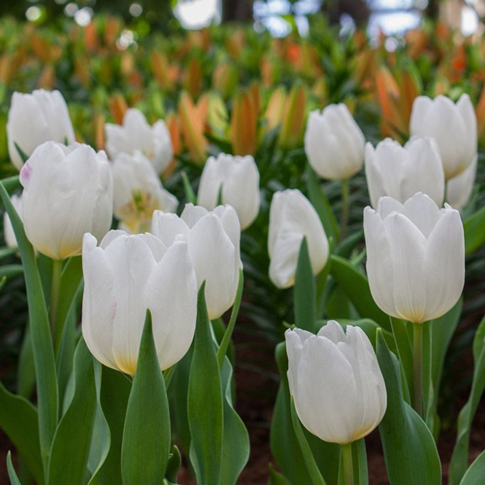 

Луковицы тюльпан White Prince Chipollino-flowers 1026 10 шт.