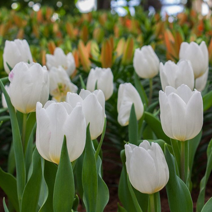 Луковицы цветов, Тюльпан, Chipollino flowers, White Prince, 1027, 20 шт.