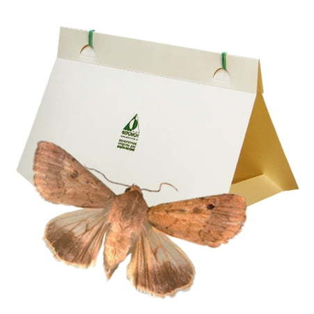 

Феромонная ловушка для хлопковой совки