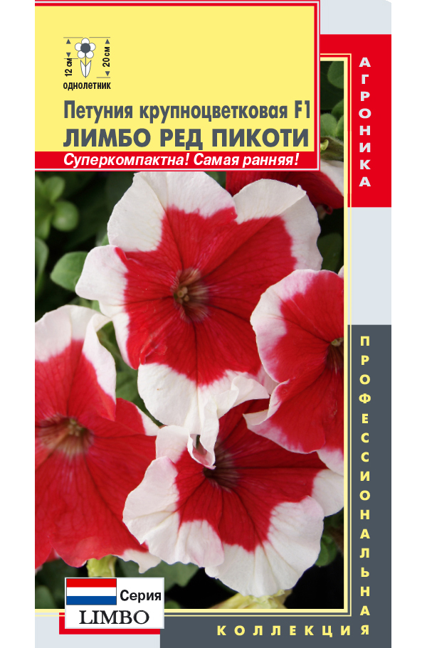 Петуния лимбо описание. Петуния Лимбо ред Пикоти. Петуния Лимбо Джи пи ред Пикоти. Петуния дримс ред Пикоти. Петуния грандифлора Лимбо Джи пи бургунди Пикоти.