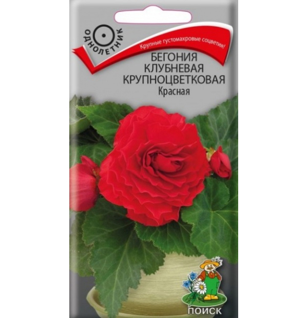 

Семена бегония Поиск Крупноцветковая 738458 1 уп., Крупноцветковая