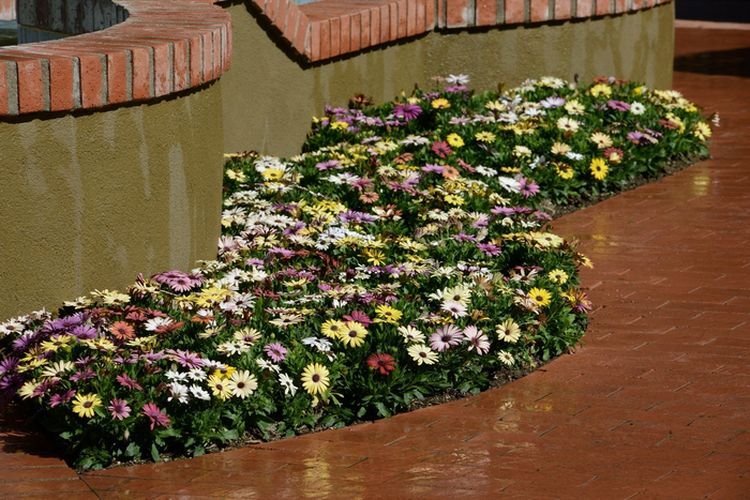 

Остеоспермум F1 Акила Гранд Каньон, смесь, F1 Акила Гранд Каньон
