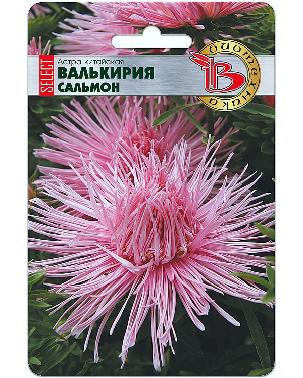 

Астра китайская Валькирия SELECT Сальмон, Валькирия Select Сальмон