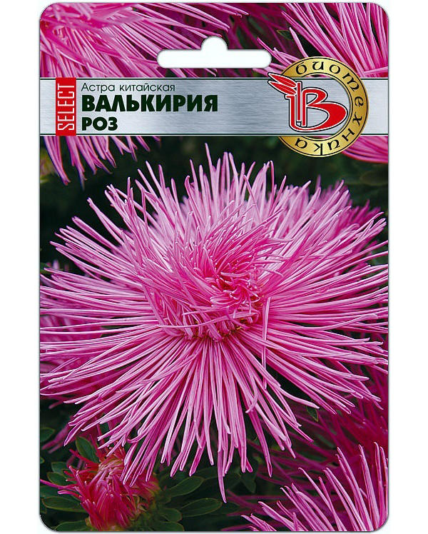 

Астра китайская Валькирия SELECT Роз, Валькирия Select Роз