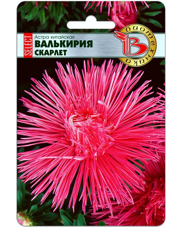 

Астра китайская Валькирия SELECT Скарлет, Валькирия Select Скарлет