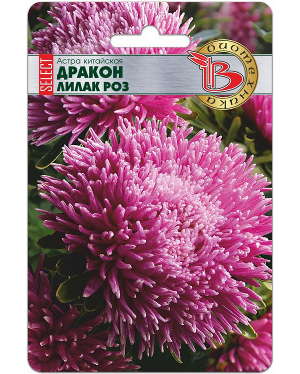 

Астра китайская Дракон SELECT Лилак Роуз, Дракон Select Лилак Роуз