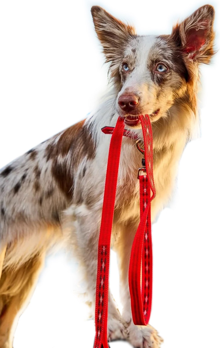 фото Поводок-стропа для собак japan premium pet, нейлон, красный, длина 12 м