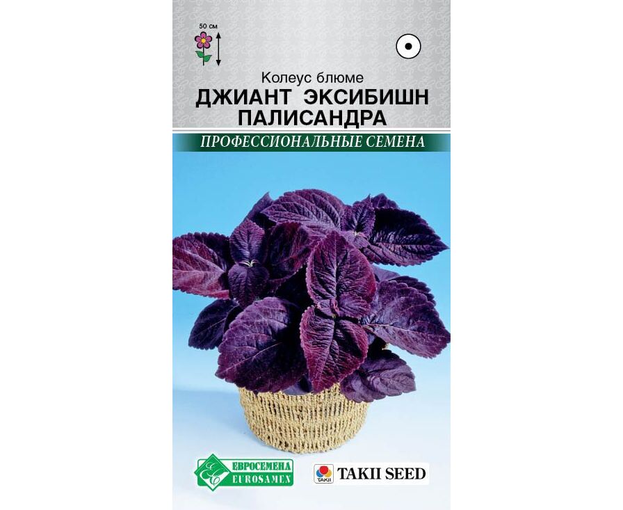 

Колеус блюме Джиант эксибишн палисандра, Джиант эксибишн палисандра