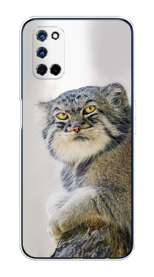 

Чехол на Oppo A52/A72 "Кот манул 1", Серый;белый;желтый, 253250-1