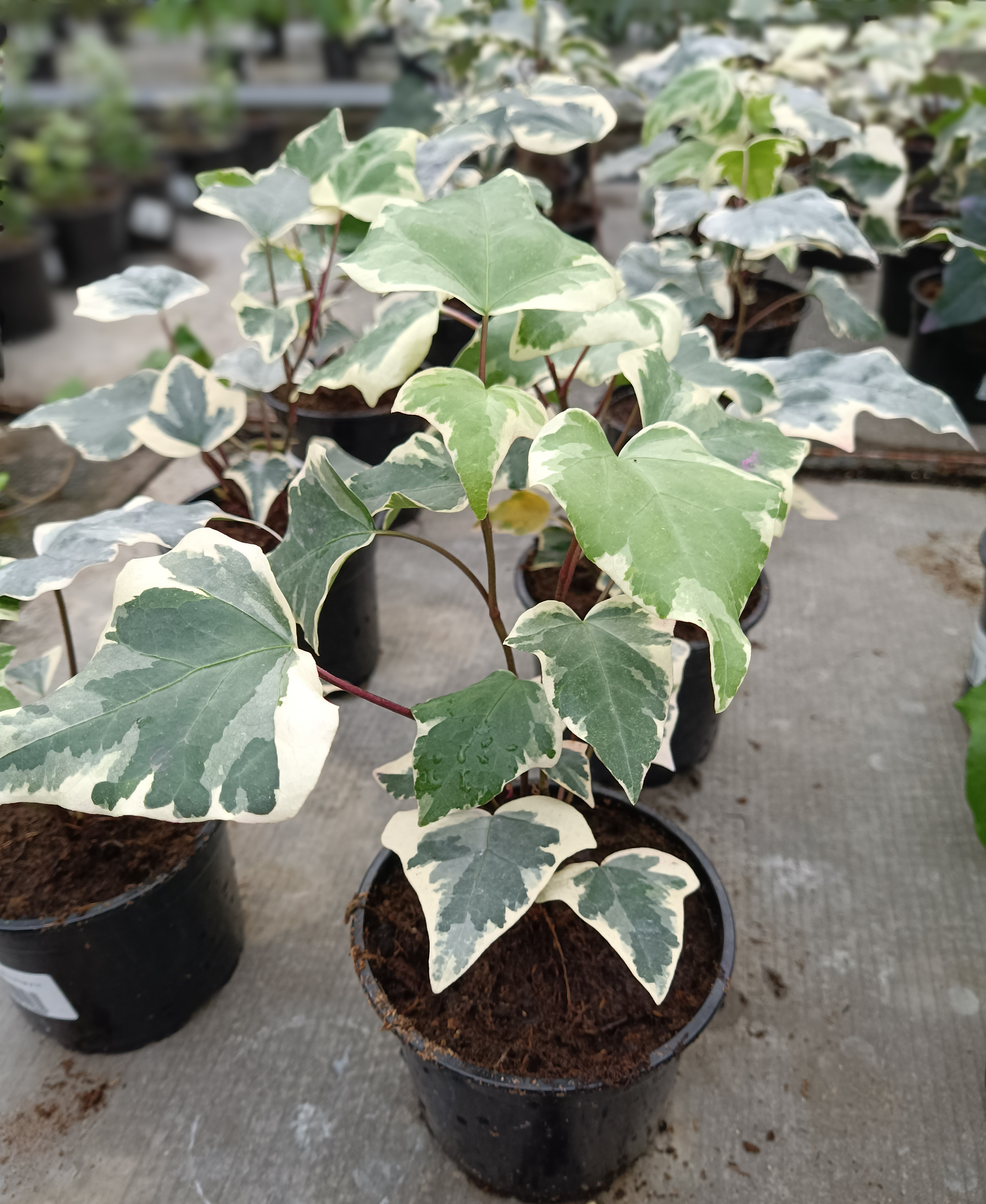 Комнатное растение RostOk 188874924 Плющ Обыкновенный Вариегантный Хедера