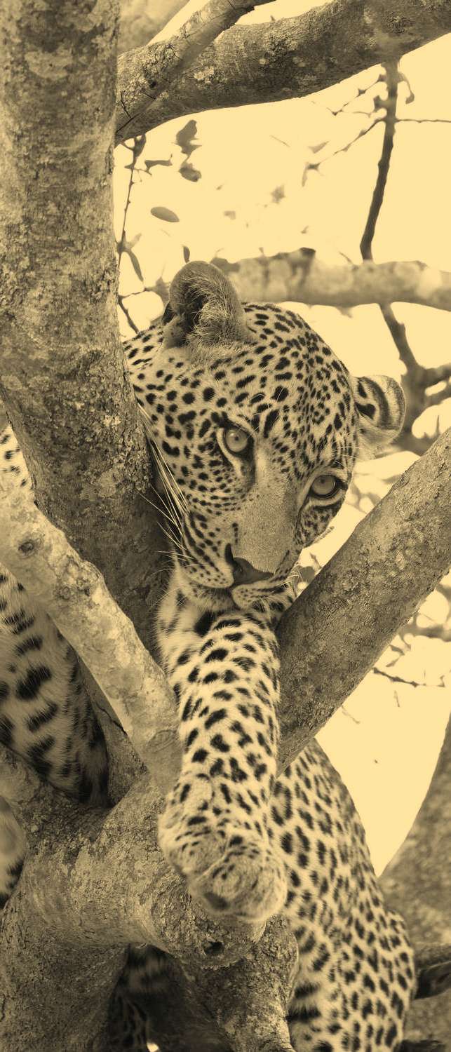 фото Самоклеющиеся фотообои "леопард на дереве", 90x210 см, эффект сепия, отраженный фотообои.рф
