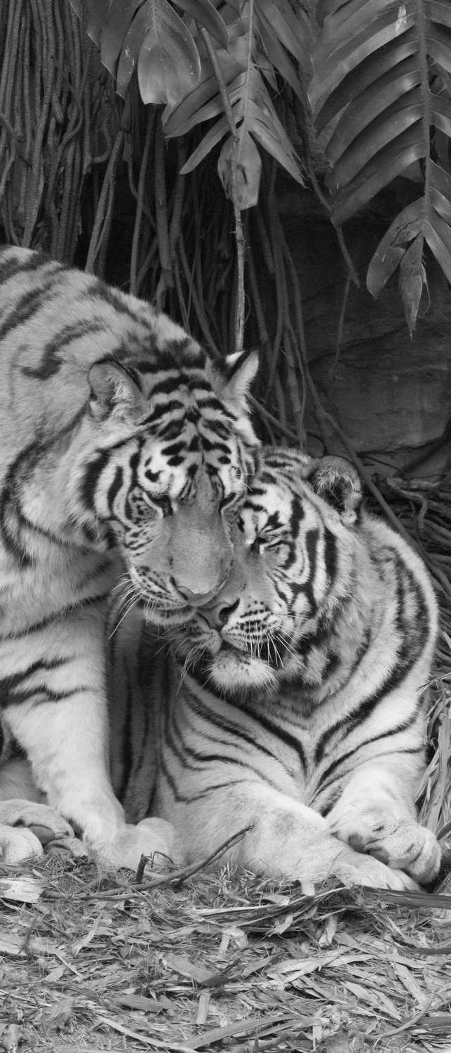 фото Самоклеющиеся фотообои "тигры", 90x210 см, эффект черно-белый, отраженный фотообои.рф