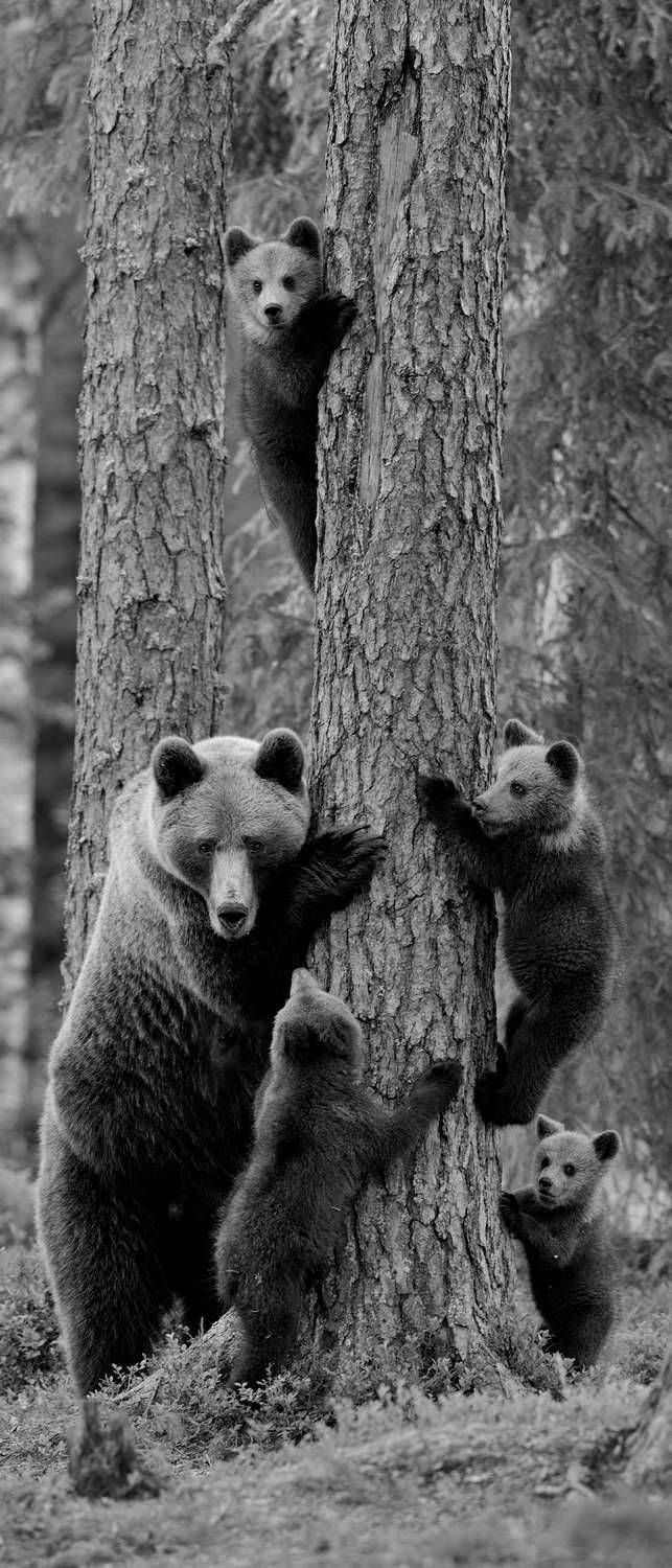 фото Самоклеющиеся фотообои "медведи", 90x210 см, эффект черно-белый фотообои.рф