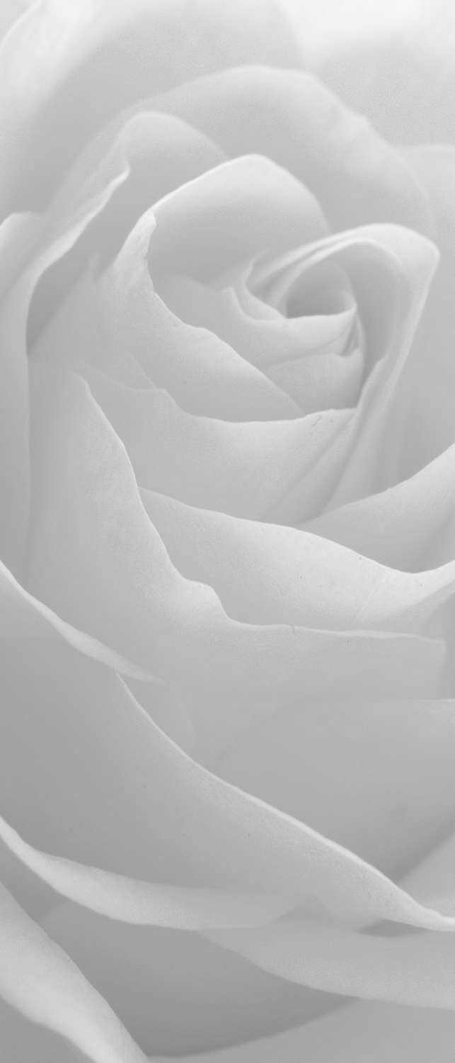 фото Самоклеющиеся фотообои "желтая роза", 90x210 см, эффект черно-белый фотообои.рф