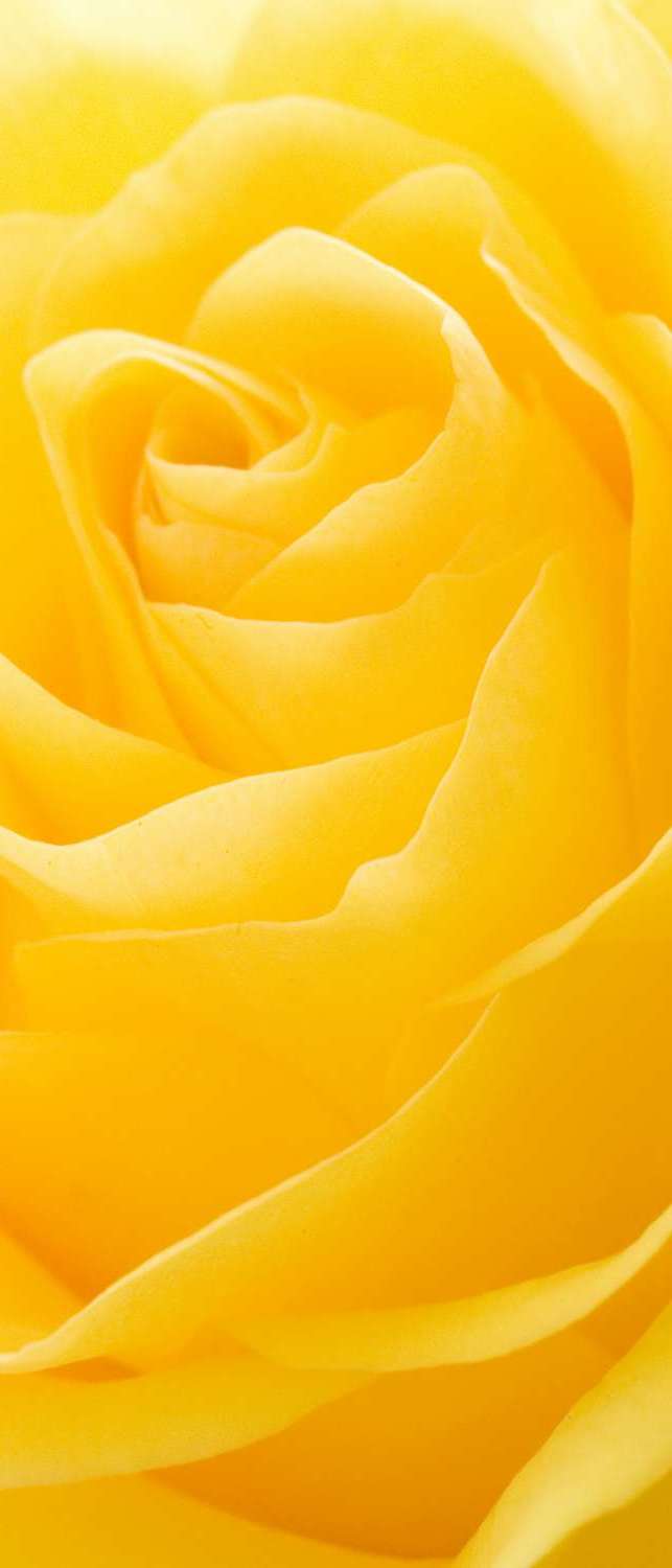 фото Самоклеющиеся фотообои "желтая роза", 90x210 см, эффект отраженный фотообои.рф
