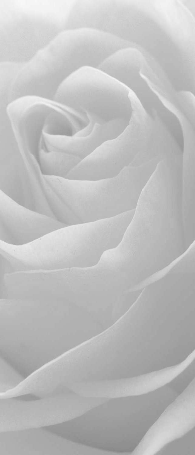 фото Самоклеющиеся фотообои "желтая роза", 90x210 см, эффект черно-белый, отраженный фотообои.рф