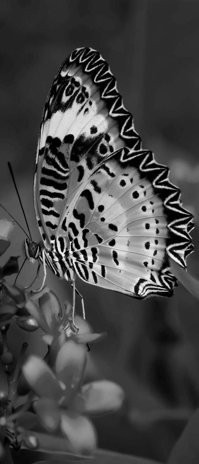 фото Самоклеющиеся фотообои "бабочка", 90x210 см, эффект черно-белый, отраженный фотообои.рф