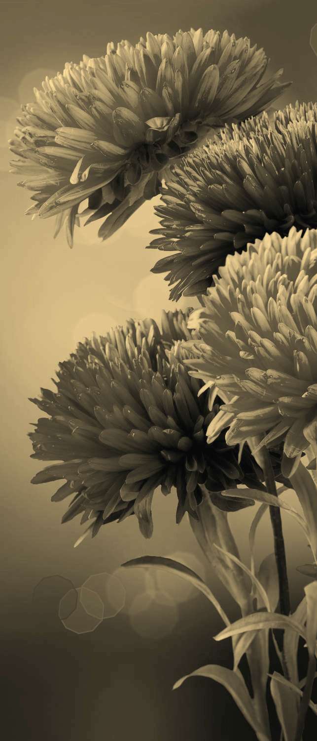 

Самоклеющиеся фотообои "Хризантемы", 90x210 см, эффект сепия