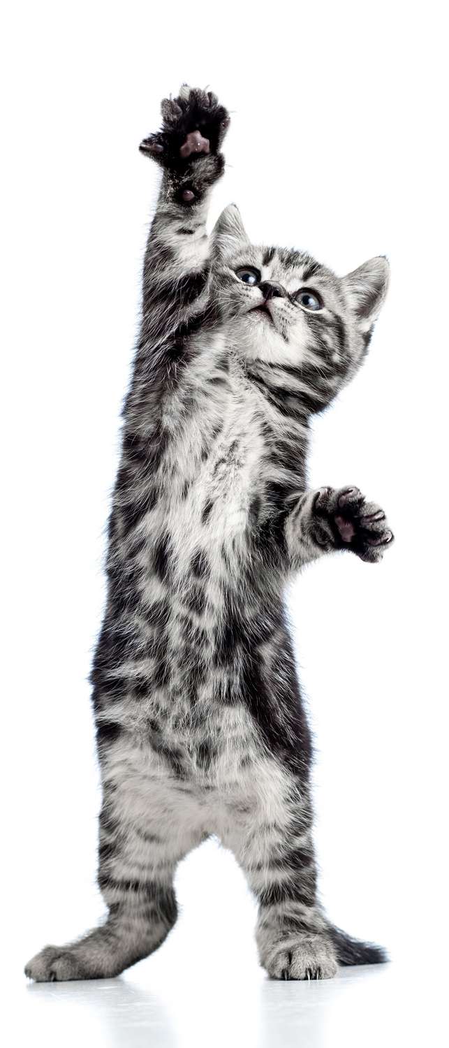 фото Самоклеющиеся фотообои "котенок", 90x210 см фотообои.рф