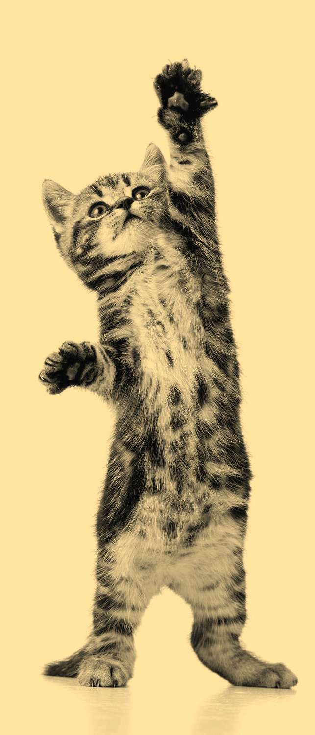 фото Самоклеющиеся фотообои "котенок", 90x210 см, эффект сепия, отраженный фотообои.рф