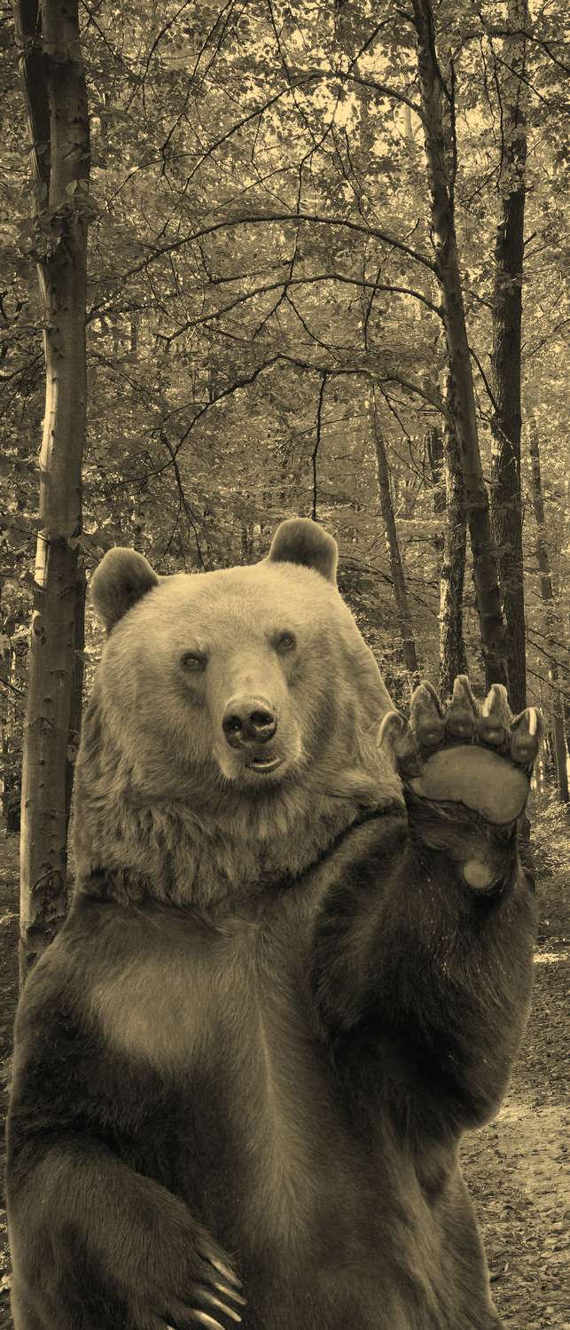 фото Самоклеющиеся фотообои "медведь", 90x210 см, эффект сепия, отраженный фотообои.рф