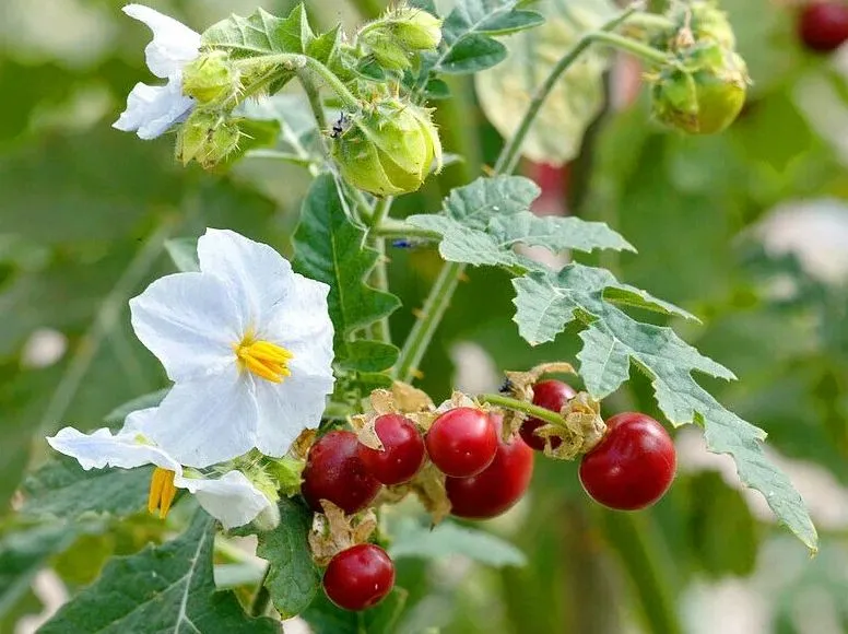 Семена Аэлита Томат личи кокона гусиный помидор Solanum sisymbriifolium 8 шт семян 302₽