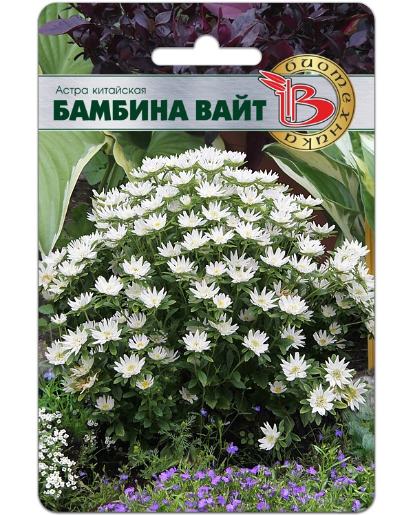 

Астра китайская Бамбина Вайт