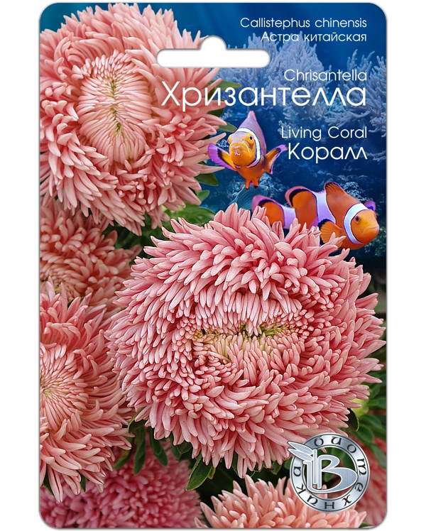

Астра китайская Хризантелла Коралл