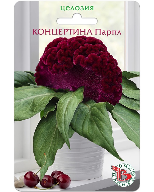 

Семена цветов целозия Парпл Биотехника 23760 4 г 1 шт., Концертина Парпл