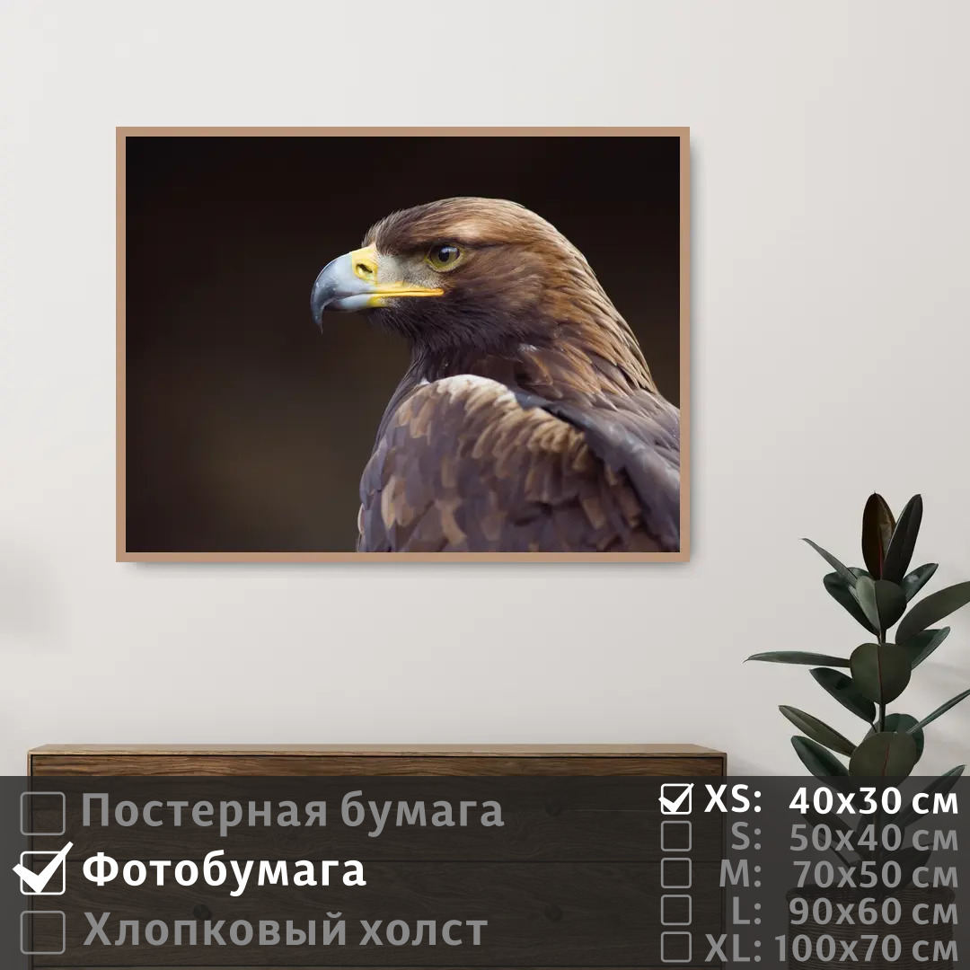 

Постер на фотобумаге ПолиЦентр Орел смотрит вдаль 40х30 см, ОрелСмотритВдаль