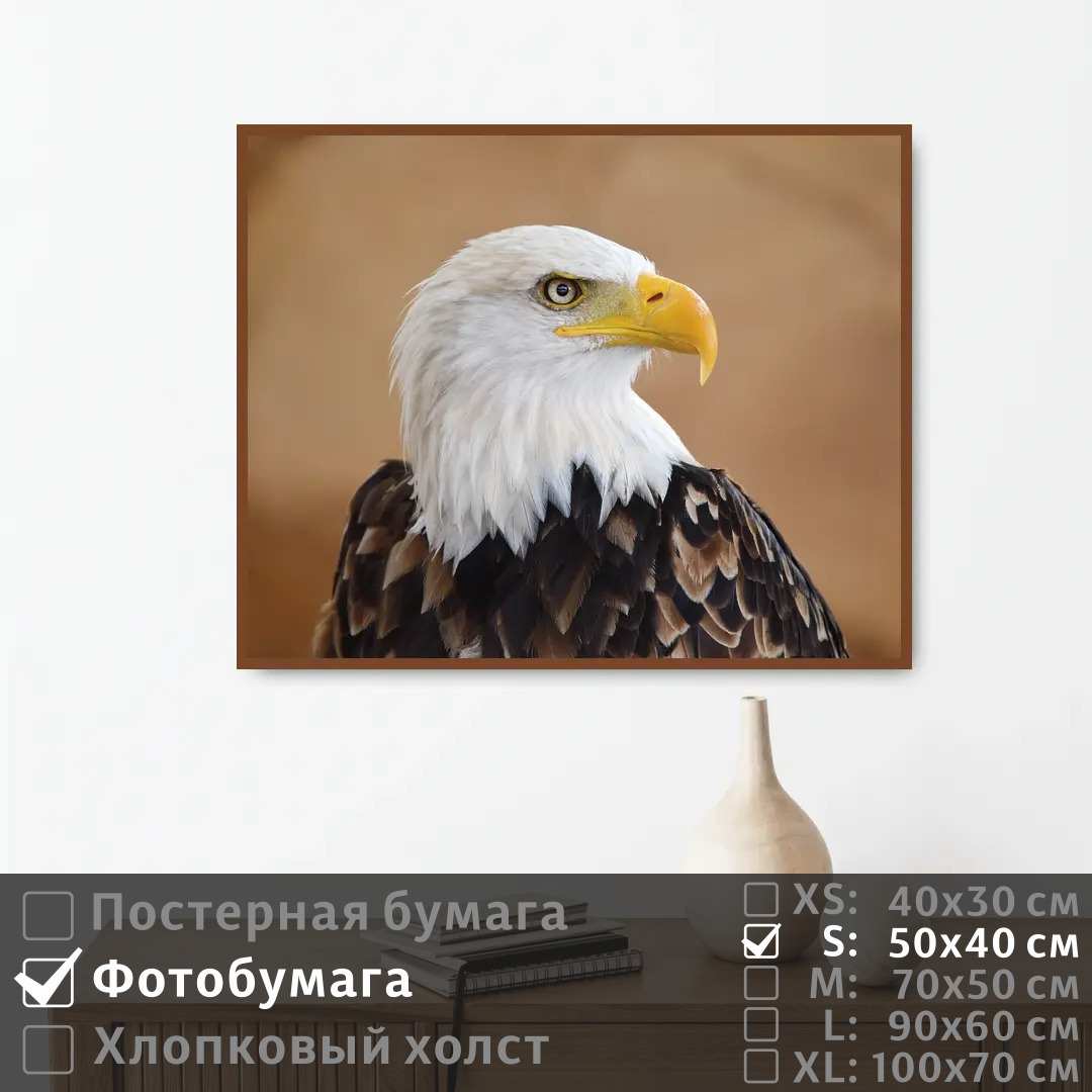 

Постер на фотобумаге ПолиЦентр Белоголовый орел 50х40 см, БелоголовыйОрел