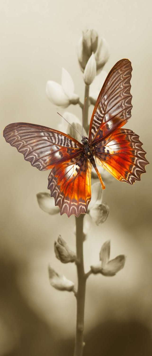 фото Самоклеющиеся фотообои "бабочка", 90x210 см, эффект отраженный фотообои.рф