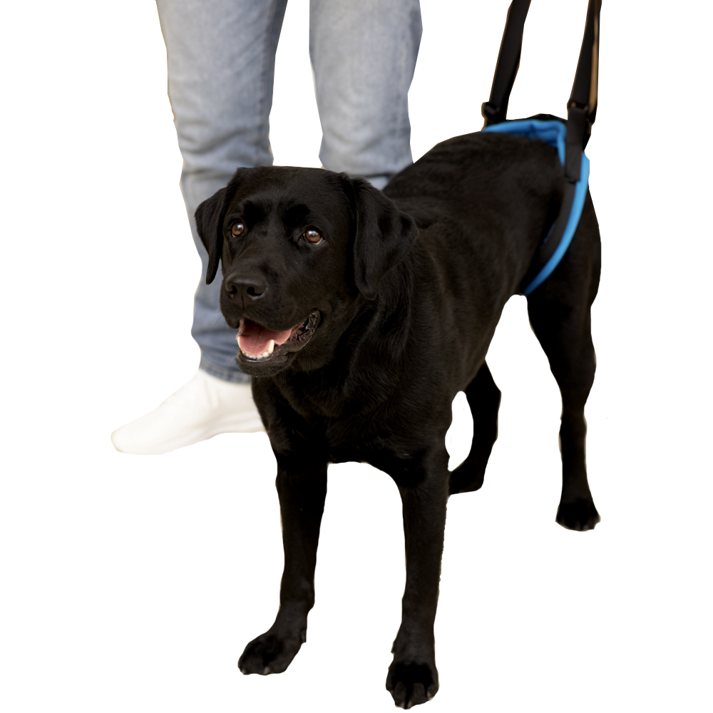 Шлейка для собак MR DOG PD60032-L, поддерживающая, синий, неопрен, 70 см