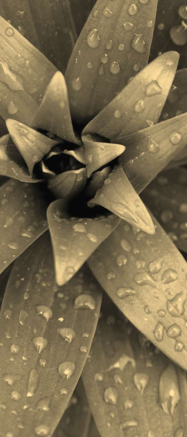 

Самоклеющиеся фотообои "Зелень после дождя", 90x210 см, эффект сепия, отраженный