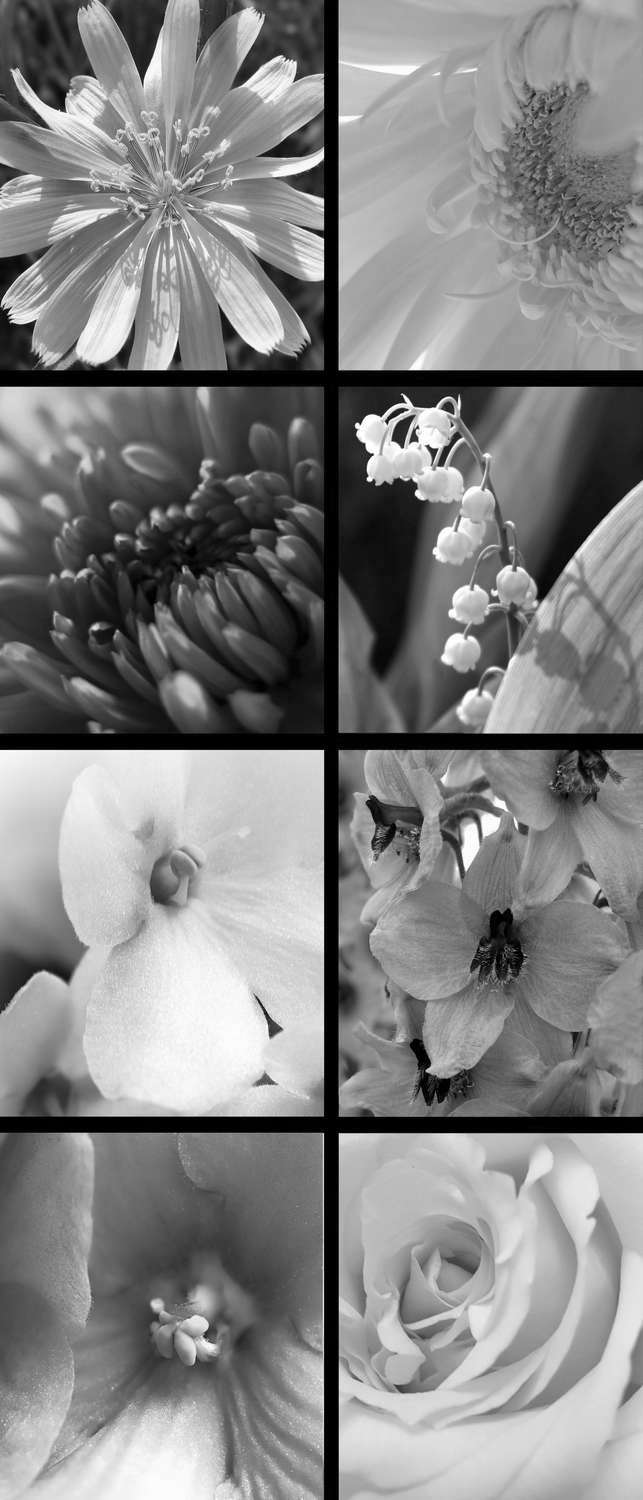фото Самоклеющиеся фотообои "цветочный калейдоскоп", 90x210 см, эффект черно-белый фотообои.рф
