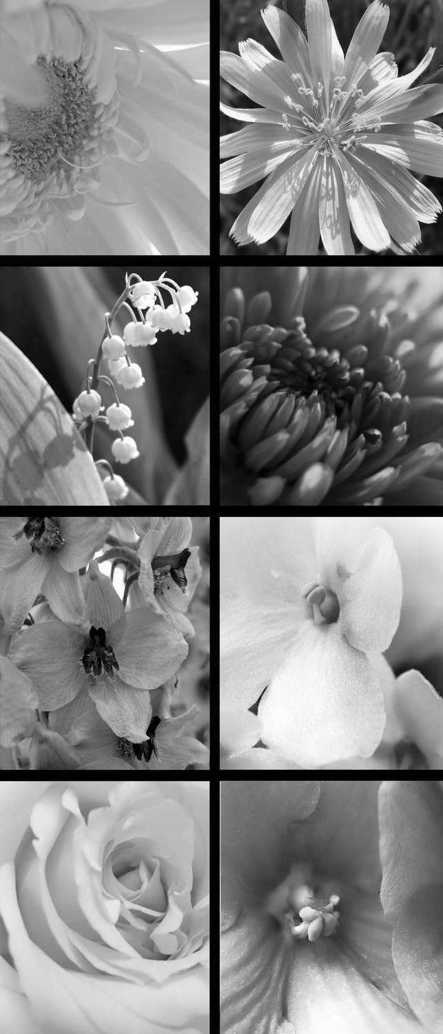 фото Самоклеющиеся фотообои "цветочный калейдоскоп", 90x210 см, эффект черно-белый, отраженный фотообои.рф