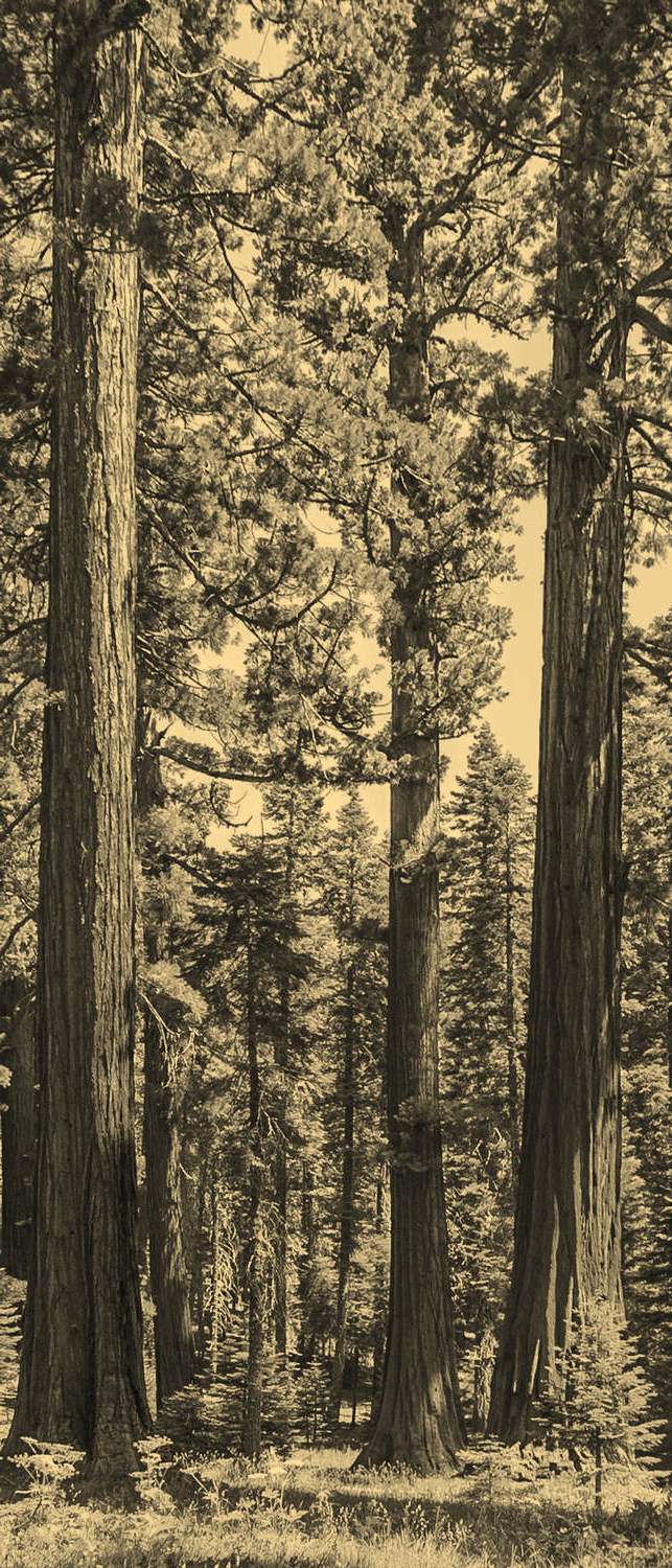

Самоклеющиеся фотообои "В лесной чаще 1", 90x210 см, эффект сепия, отраженный