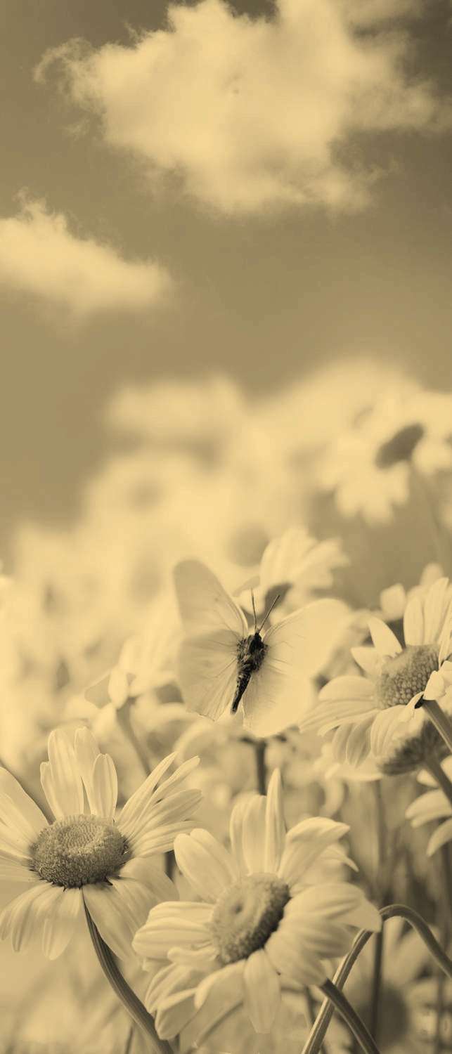 фото Самоклеющиеся фотообои "ромашковое поле, бабочка", 90x210 см, эффект сепия фотообои.рф