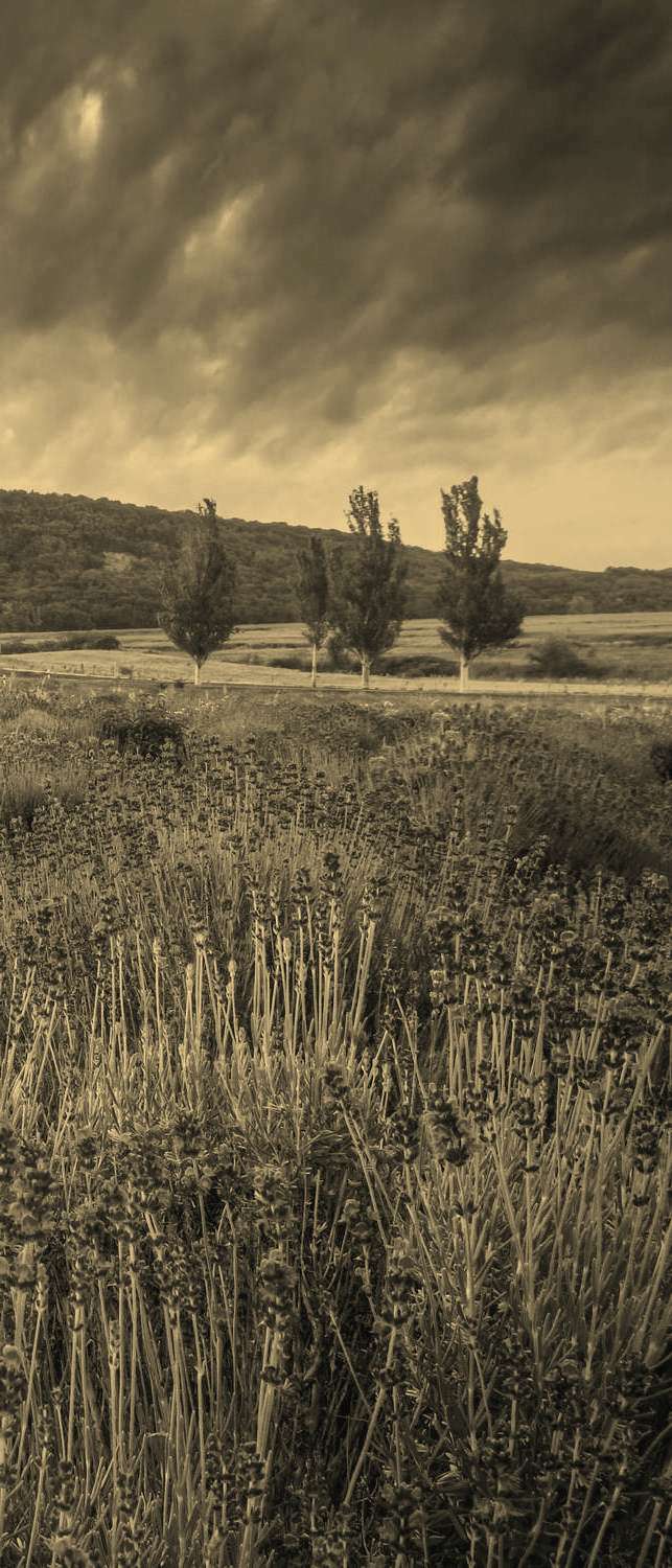 фото Самоклеющиеся фотообои "лавандовое поле, венгрия", 90x210 см, эффект сепия, отраженный фотообои.рф