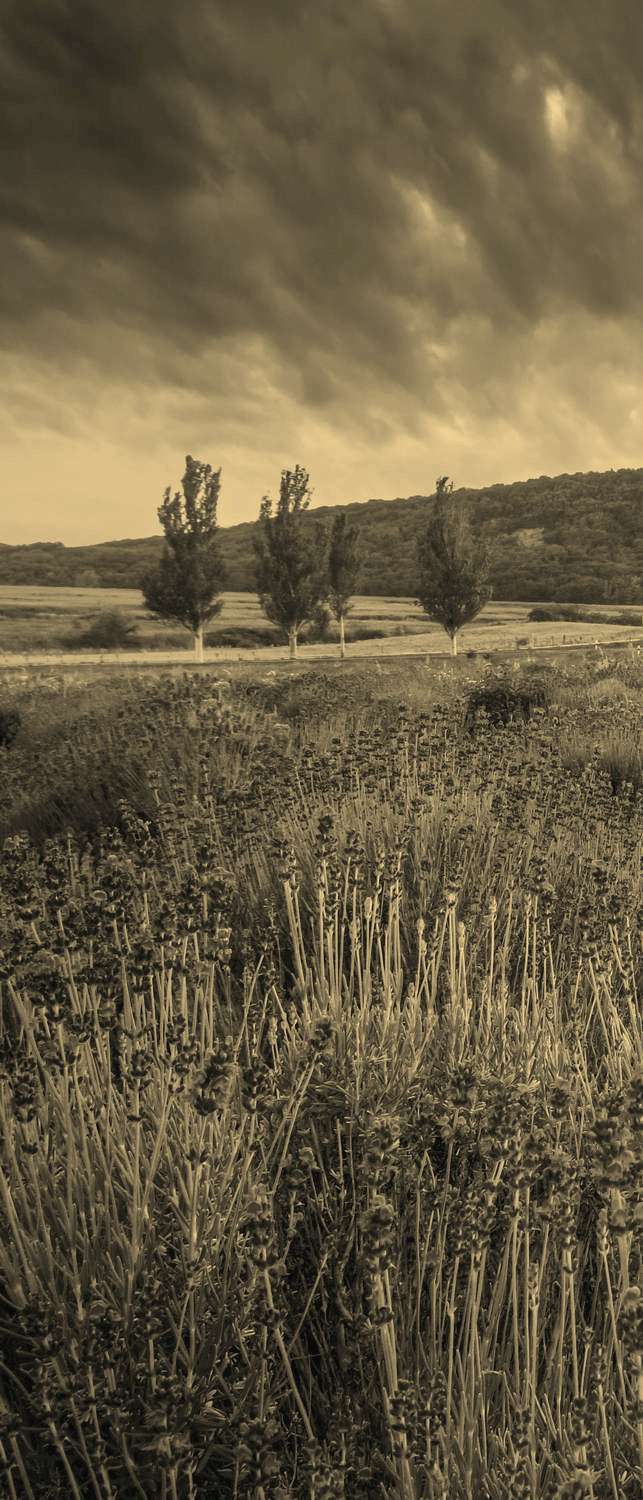 фото Самоклеющиеся фотообои "лавандовое поле, венгрия", 90x210 см, эффект сепия фотообои.рф