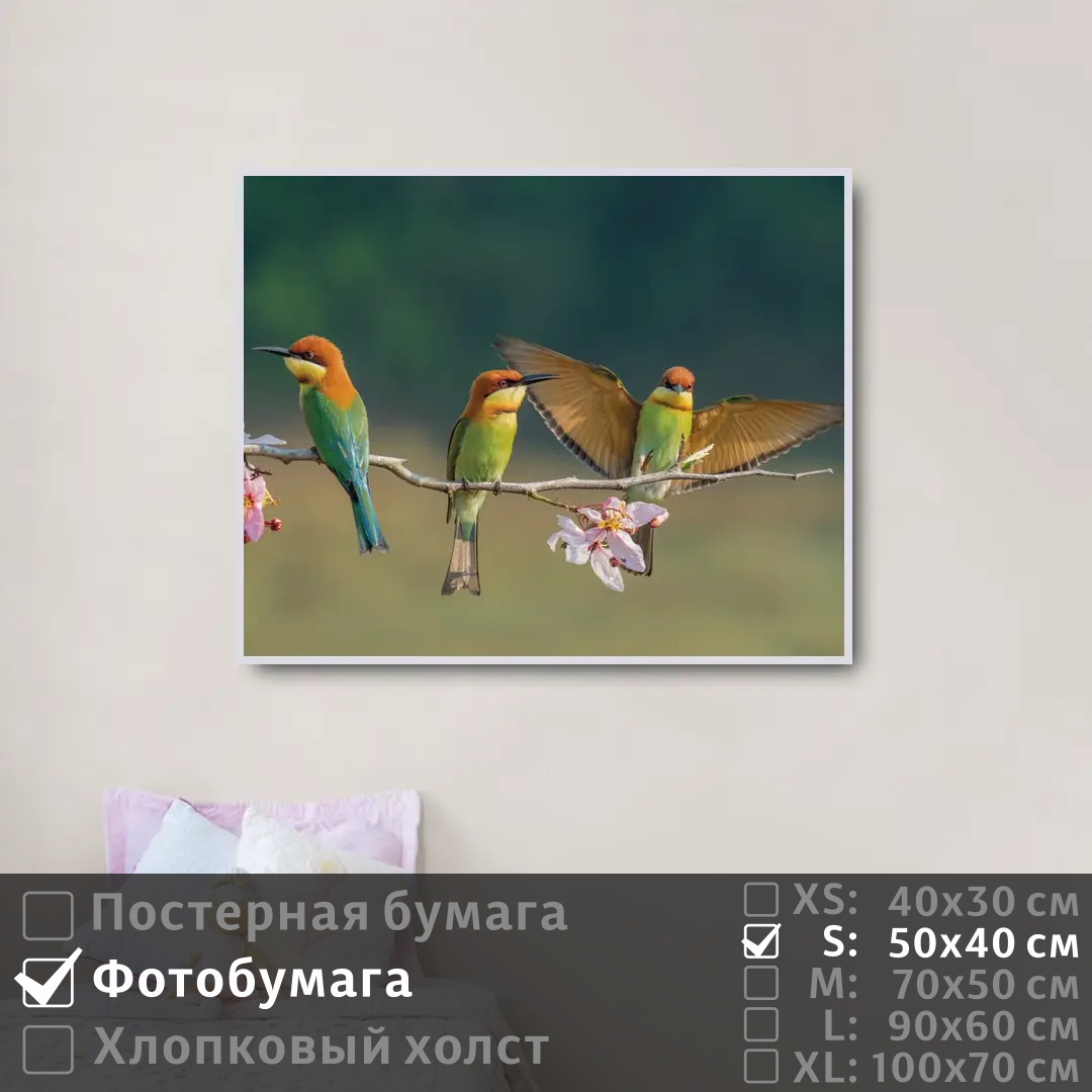 

Постер на фотобумаге ПолиЦентр Птицы пчелоеды на цветущей ветке 50х40 см, ПтицыПчелоедыНаЦветущейВетке