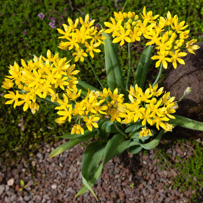 Луковицы цветов, Аллиум,Chipollino flowers,Moly,40,10 шт.