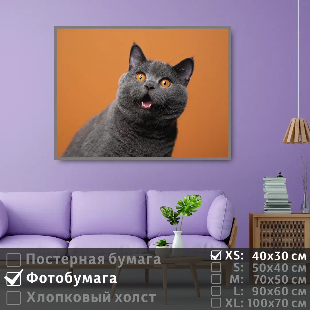 

Постер на фотобумаге ПолиЦентр Серый британский кот 40х30 см, СерыйБританскийКот