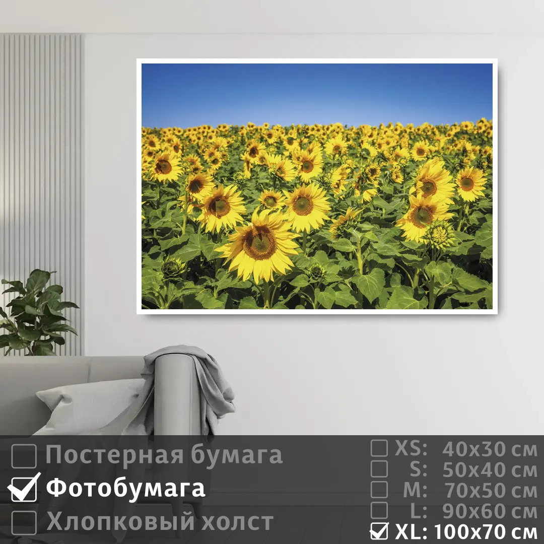 

Постер на фотобумаге ПолиЦентр Подсолнечное поле 100х70 см, ПодсолнечноеПоле1
