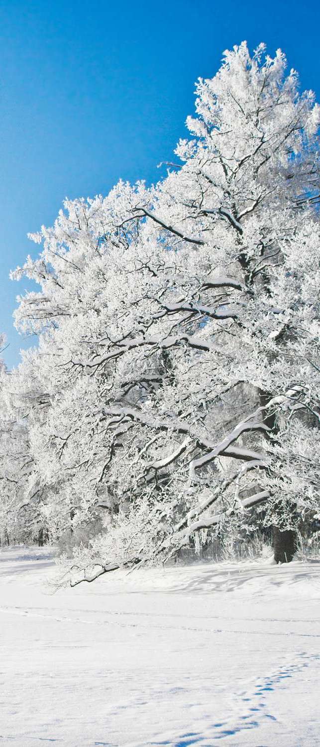 фото Самоклеющиеся фотообои "зимний парк в снегу", 90x210 см, эффект отраженный фотообои.рф