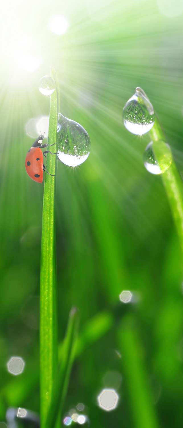 

Самоклеющиеся фотообои "Свежее утро 3", 90x210 см