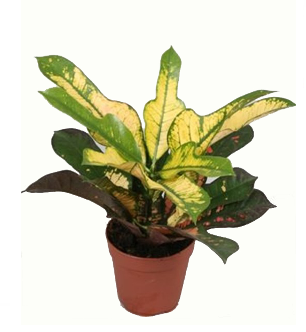 

Кодиеум Вилма h40 см d12 см