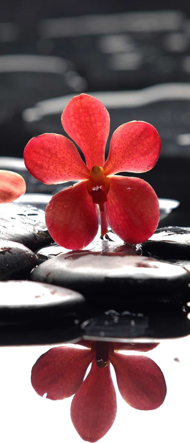 фото Самоклеющиеся фотообои "красные орхидеи на камнях", 90x210 см фотообои.рф